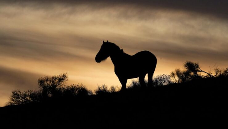 ABD’nin Nevada’daki toplamasında 11 mustang öldü, boyunları kırılmış atları gösteren videoya yakalandı