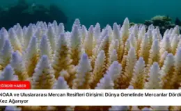NOAA ve Uluslararası Mercan Resifleri Girişimi: Dünya Genelinde Mercanlar Dördüncü Kez Ağarıyor