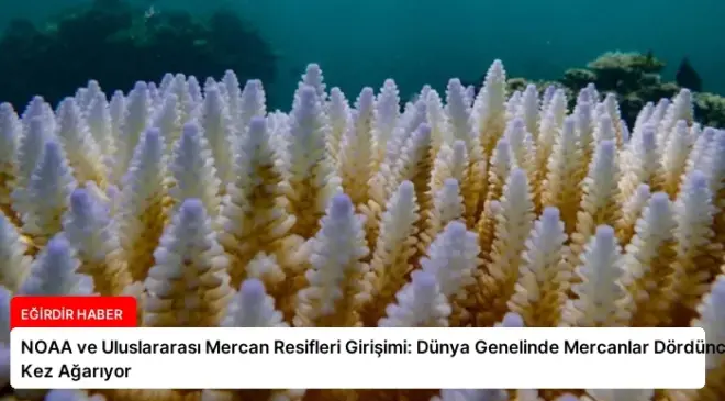 NOAA ve Uluslararası Mercan Resifleri Girişimi: Dünya Genelinde Mercanlar Dördüncü Kez Ağarıyor