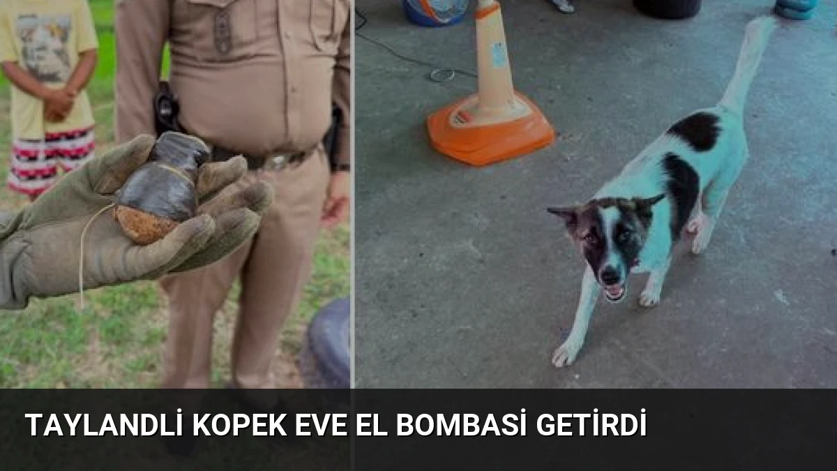 Taylandli Kopek Eve El Bombasi Getirdi