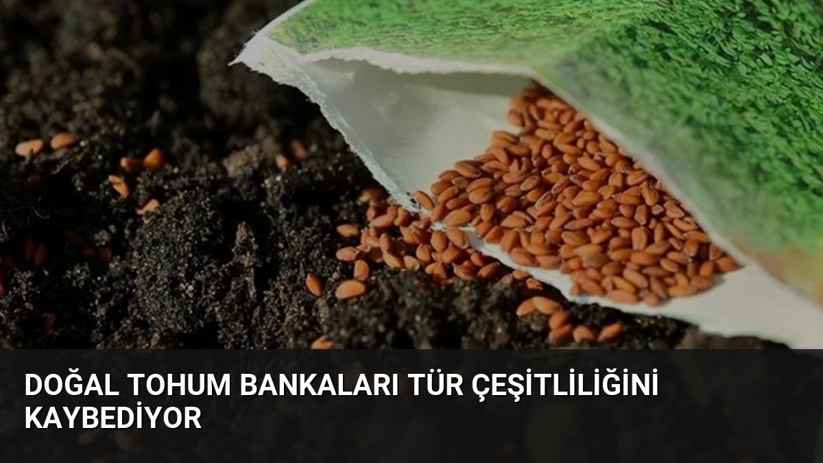 Doğal Tohum Bankaları Tür Çeşitliliğini Kaybediyor