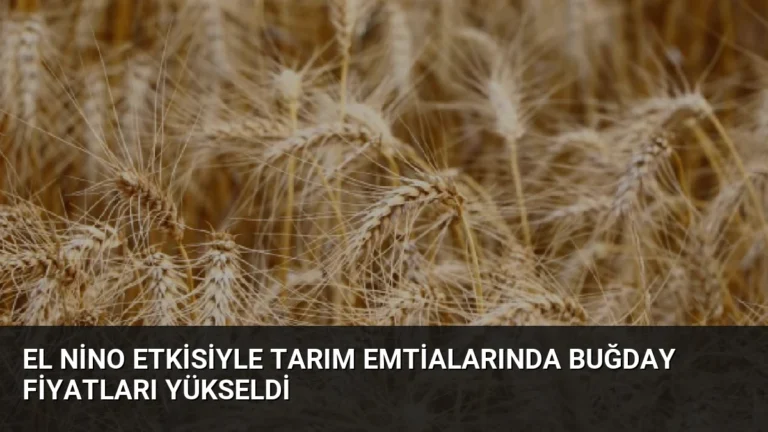El Nino Etkisiyle Tarım Emtialarında Buğday Fiyatları Yükseldi