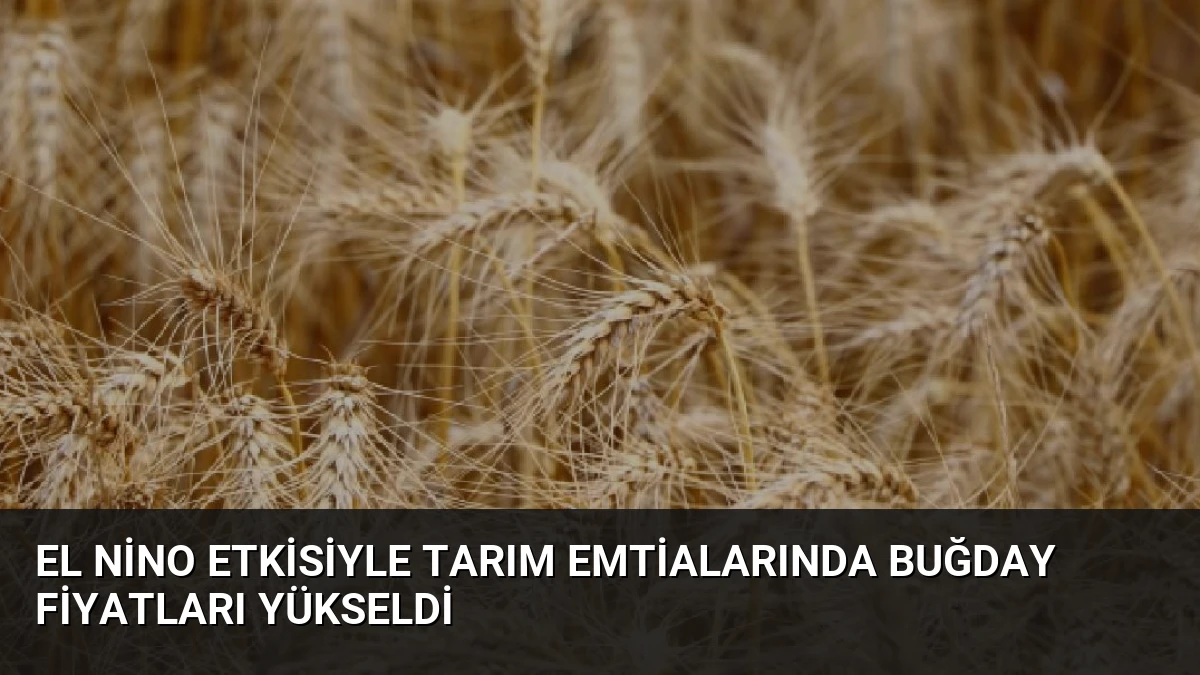 El Nino Etkisiyle Tarım Emtialarında Buğday Fiyatları Yükseldi