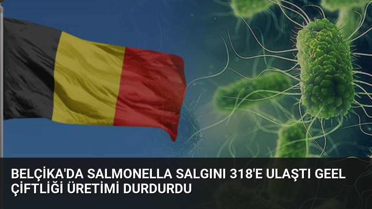 Belçika’da Salmonella Salgını 318’e Ulaştı Geel Çiftliği Üretimi Durdurdu